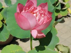 -莲花池公园