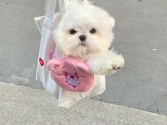 -小猫来了·猫舍(红山六九七九店)
