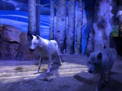 -芜湖新华联大白鲸海洋公园