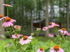 -黄海国家森林公园