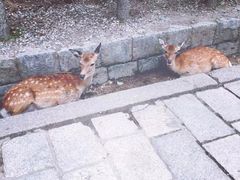-料亭菊水楼