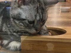 -袖虎·猫馆(体育西路店)