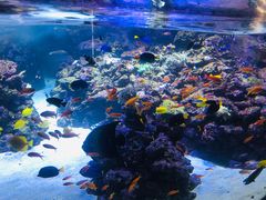 -迪拜水族馆及水下动物园