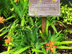 -广西壮族自治区药用植物园