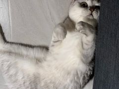 -喜多萌中农锦绣动物医院24H·猫科·牙科MRI·CT