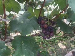 -马陆小张葡萄园农家乐