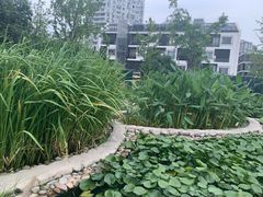 -活水公园