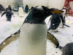 -大连圣亚海洋世界