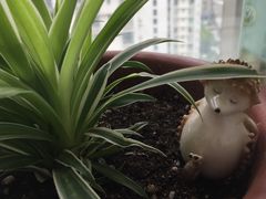 -新湖明珠城