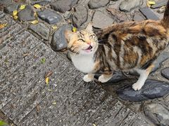 -香巴拉云南餐厅(华莱坞店)