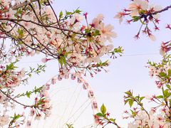 -顾村公园