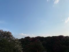 -贵州百里杜鹃风景名胜区