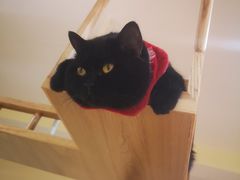 -滚猫咖啡·猫咖·猫友好撸猫(未来城店)
