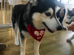 -Husky Go! 哈士奇体验馆·宠物咖啡厅狗咖