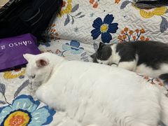 -北京赛佳动物医院