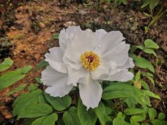 -八大山人梅湖景区