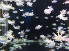 -太平洋海底世界