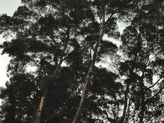 -金鸡山公园