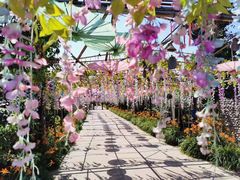 -呀路古热带植物园