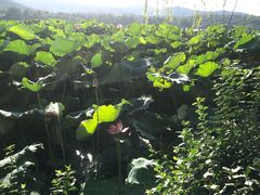 -西湖外事游船(花港观鱼码头)