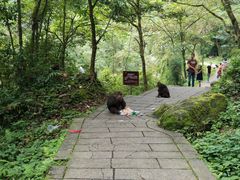 猴子-西岭雪山大飞水景区