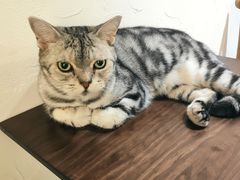 -猫友咖啡店(玉林西路店)