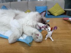 -美迦爱-牙专科·兔科·骨科诊疗中心(北苑店)