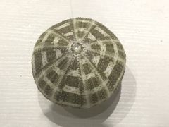 -青岛贝壳博物馆