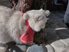 -喵屿·大理花园猫咖