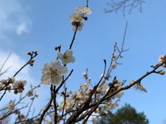 -杭州植物园