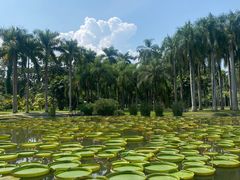-中国科学院西双版纳热带植物园