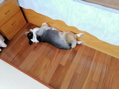 -PETKIT小佩宠物(古北店)