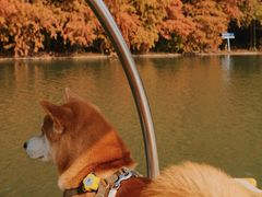 -上海海湾国家森林公园