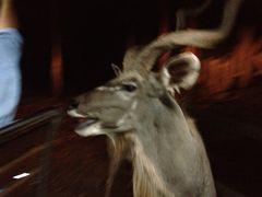 -清迈夜间动物园
