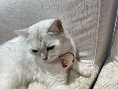 -藏猫猫咖啡主题馆(中央大道店)