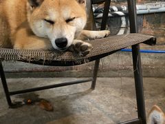 -柴犬高等学院·狗咖·柴犬售卖·宠物训练