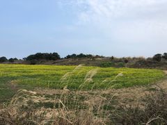 -涉地可支