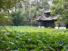 -桂湖森林公园