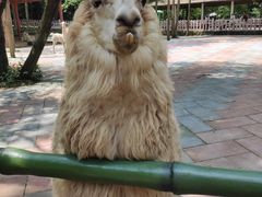 -贵州森林野生动物园