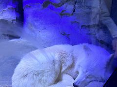 -海合安成都极地海洋公园