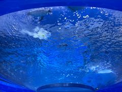 -上海海昌海洋公园