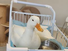 -怪兽屋·羊驼·猫咖·狗咖(俊华广场店)