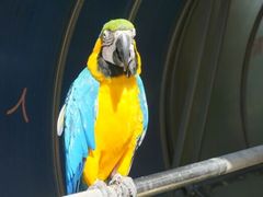 android_upload_pic-百鸟园