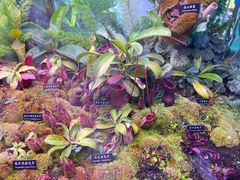 -中国科学院西双版纳热带植物园