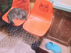 -猫咪博物馆(顶澳仔猫街店)