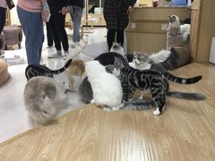 -猫和宫(六道口店)