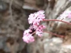 -蟠龙山长城景区