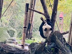 -都江堰中华大熊猫苑