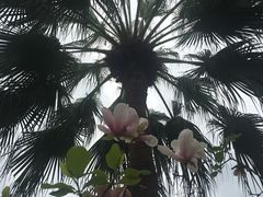 -东莞植物园