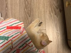 -东方名猫馆·英短金渐层布偶猫舍(环线广场1号楼店)